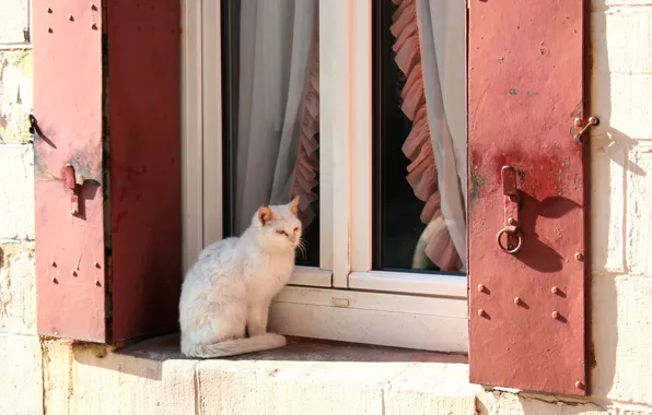 Картинка кошка, белый, кот, солнце, окно, шторки
