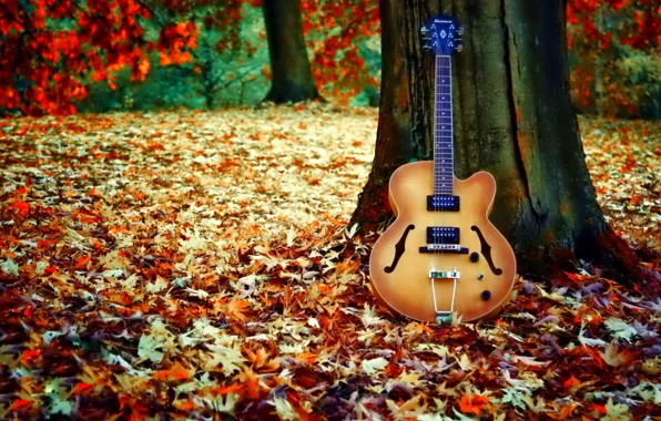 Colors, colorful, golden, nature, beautiful, glow, autumn, leaves