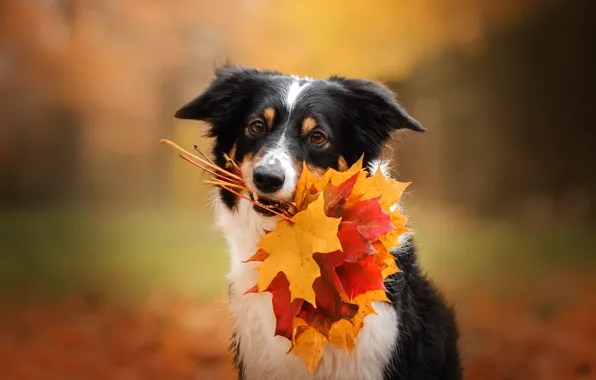 Осень, морда, листья, собака, кленовые листья, боке, Екатерина Кикоть, Бодер-колли