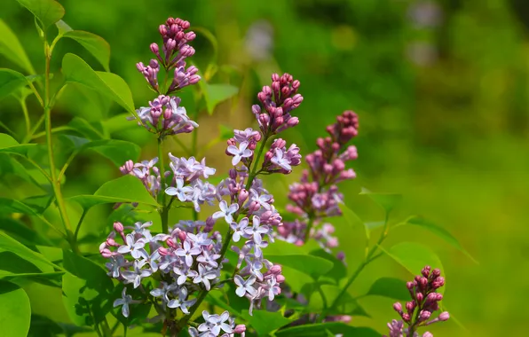 Flower, spring, lilac, twig, blooming