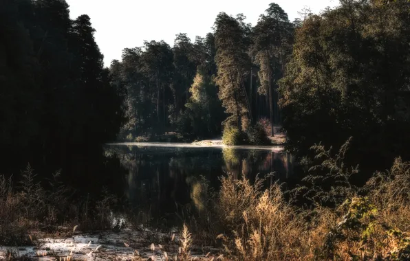 Forest, trees, water, lake