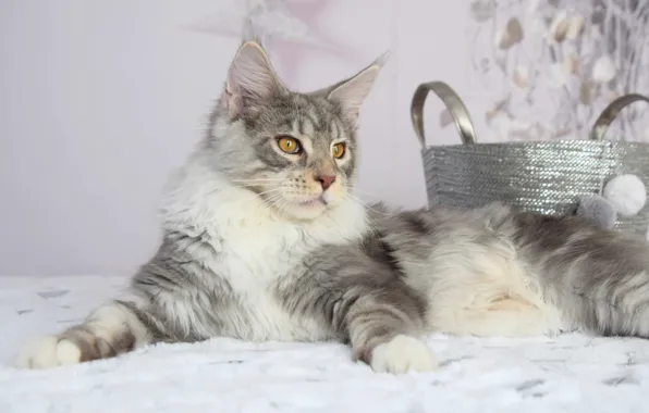 Кошка, кот, взгляд, морда, поза, серый, стена, ткань