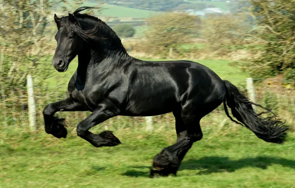 Черный, Лошадь, скачет, галоп, фриз