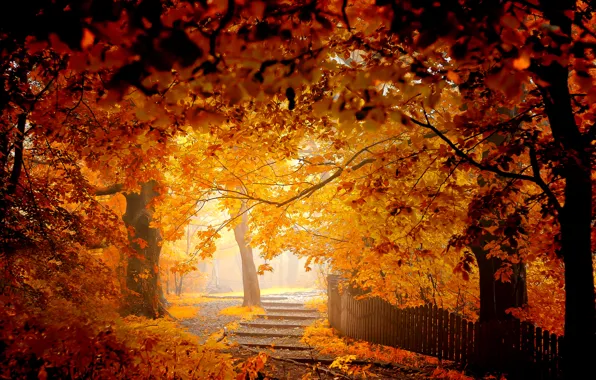 Картинка деревья, парк, листва, забор, Осень