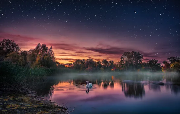 Картинка закат, озеро, птица, вечер, лебедь, звёздное небо