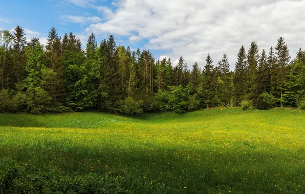 Картинка поле, лес, небо, облака, деревья, пейзаж, цветы, природа