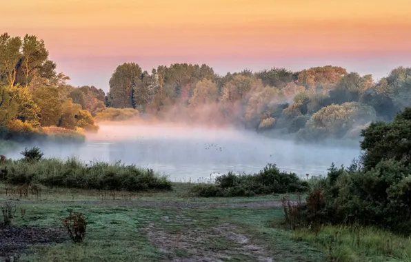 Деревья, туман, утро