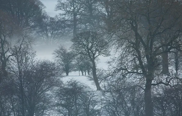 Trees, winter, snow, fog, branches, mist