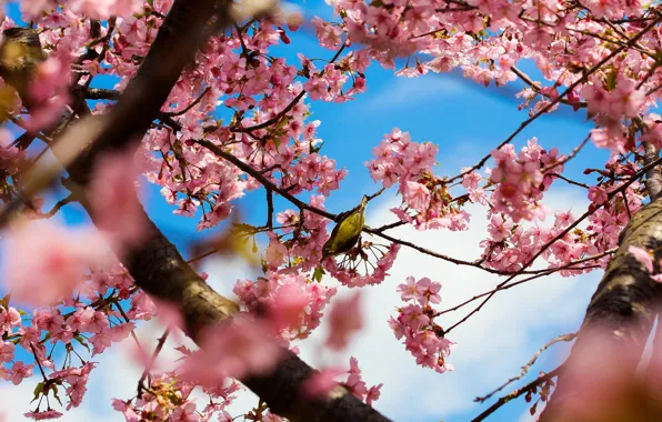 Картинка деревья, цветы, ветки, природа, парк, птица, весна, Япония