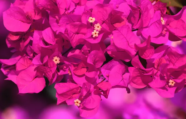 Листья, цветы, фон, яркие, куст, розовые, много, сиреневые