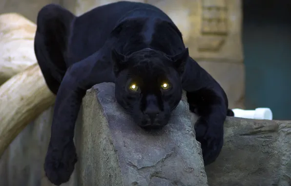 Картинка кошка, глаза, пантера, чёрная, panther