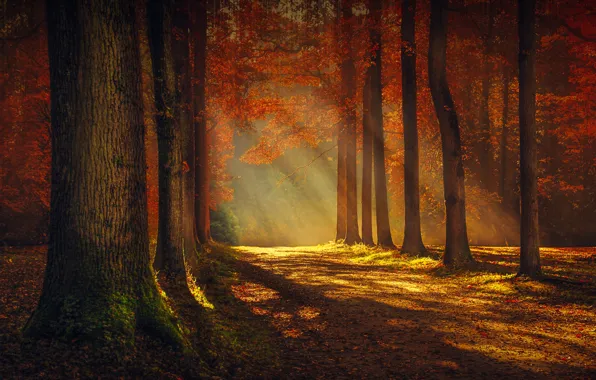 Картинка лес, свет, деревья, природа, утро