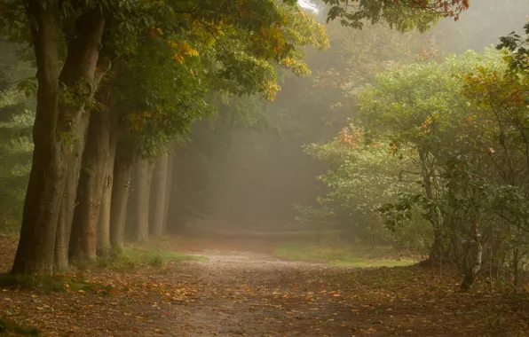 Картинка лес, деревья, туман, тропинка, кустарник