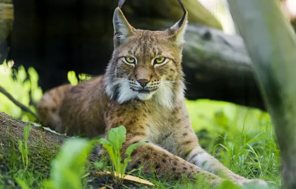 Картинка кошка, рысь, ©Tambako The Jaguar