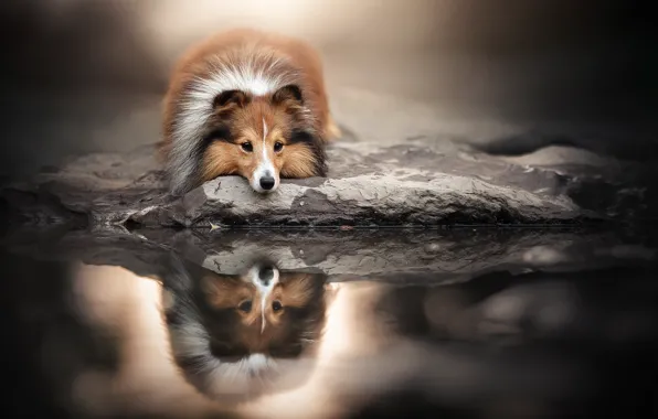 Картинка морда, вода, отражение, собака, Шелти, Шетландская овчарка
