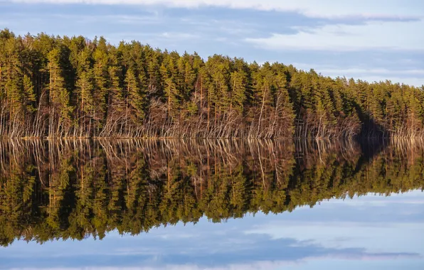 Forest, water, reflection
