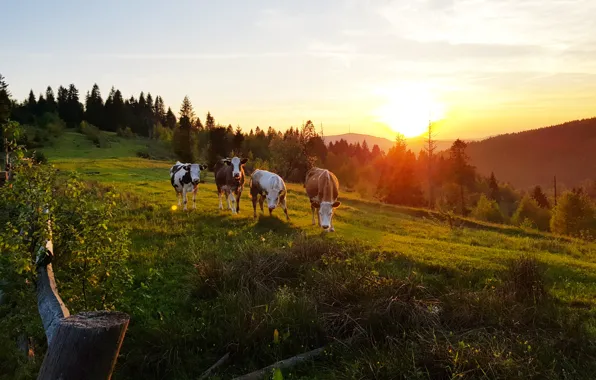 Лес, трава, закат, горы, село, гора, корова, закат в горах