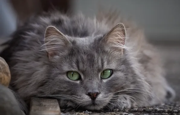 Кот, взгляд, пушистый, мордочка, зелёные глаза, котейка