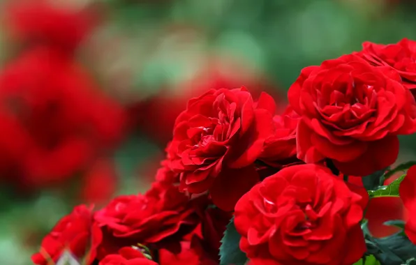 Розы, размытость, боке, красные розы