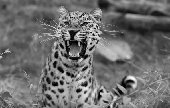 Леопард, оскал, дикая природа
