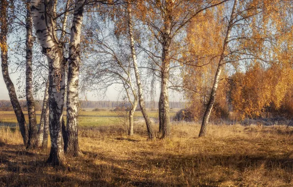 Поле, осень, лес, трава, свет, ветви, стволы, поляна