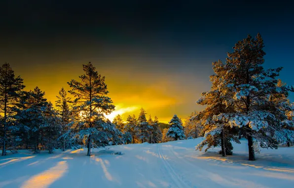 Зима, снег, деревья, пейзаж, природа, утро, ели, Норвегия