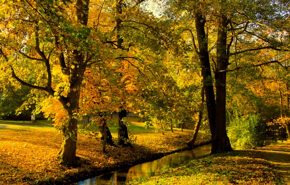 Trees, park, autumn, fall