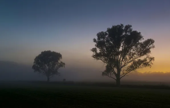 Картинка поле, лето, деревья, туман, рассвет, утро