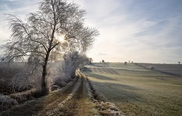 Картинка зима, иней, поле, деревья, утро