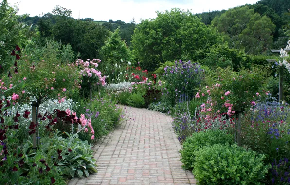 Деревья, цветы, сад, дорожка, Великобритания, кусты, Rosemoor Rose Garden