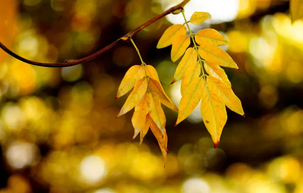 Осень, листья, блики, ветка
