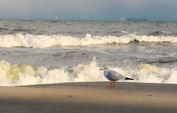 Ocean, bird, water, wave, seagull