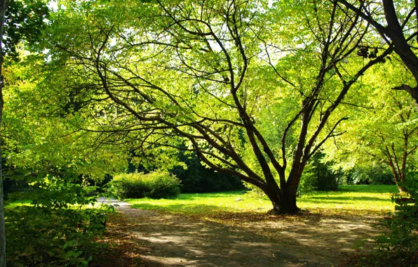 Картинка лето, листья, природа, парк, дерево, земля, романтика, растения