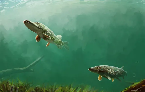 Рыбы, пузыри, растительность, водоём, коряги, щуки, Northern Pike