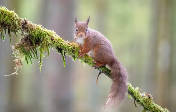 Картинка деревья, ветки, природа, мох, белка, рыжая, боке