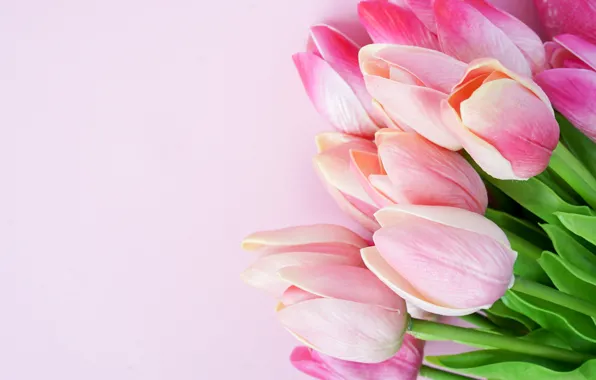 Картинка цветы, тюльпаны, розовые, pink, flowers, tulips