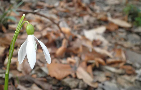 Forest, flower, butterfly, snowdrop