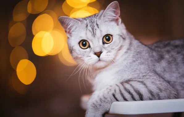 Кошка, кот, взгляд, морда, темный фон, портрет, серая, полосатая
