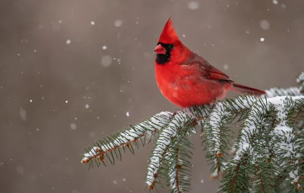 Картинка снег, фон, птица, ветка, Красный кардинал