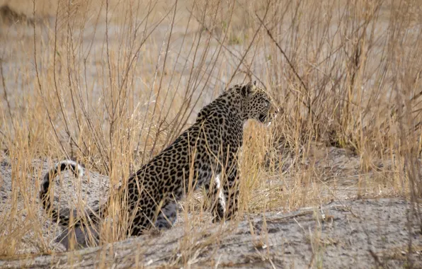 Картинка хищник, леопард, грация, Африка, дикая кошка
