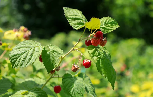 Малина, Raspberry, маймунжон