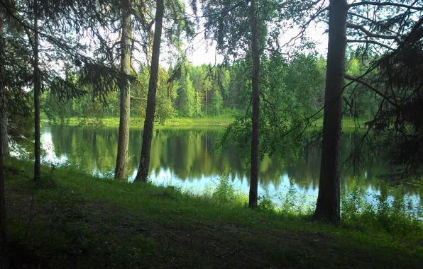 Зелень, лес, Озеро