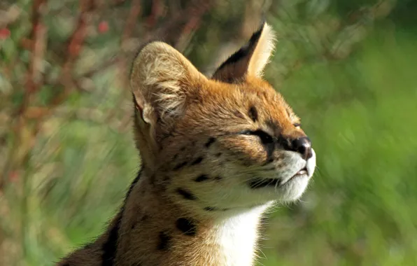 Картинка малыш, мордочка, профиль, котёнок, балдеет, сервал, кустарниковая кошка, Leptailurus serval