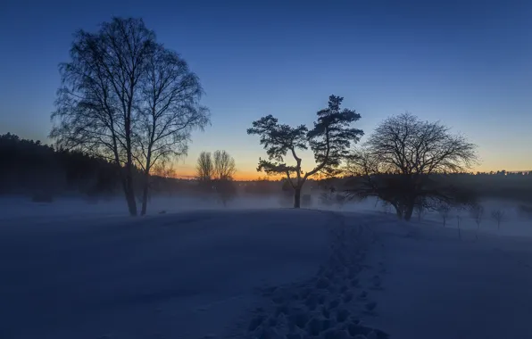 Зима, снег, след, утро
