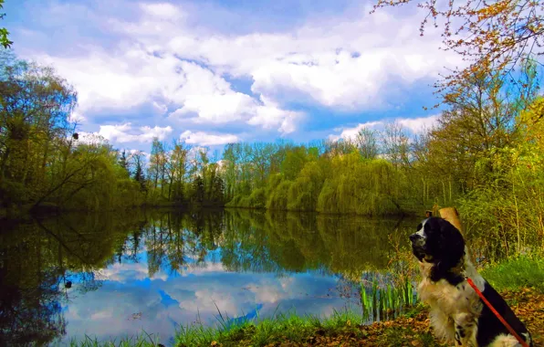 Картинка осень, облака, отражения, озеро, листва, собака, trees, dog