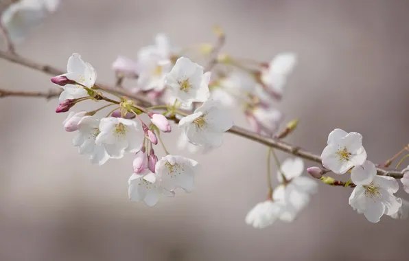 Природа, весна, Cheery Blossoms