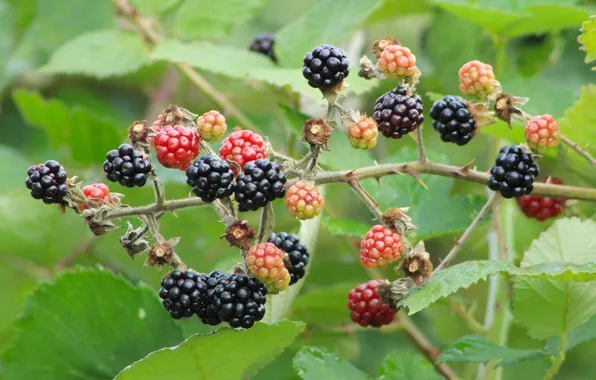Black, food, fruit, twig