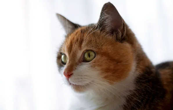 Картинка кошка, глаза, усы
