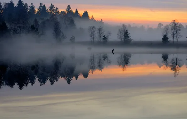 Картинка лес, туман, озеро, пруд, гладь, рассвет, утро