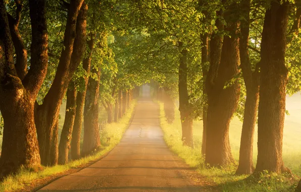Картинка дорога, лето, деревья, туман, восход, утро, Швеция